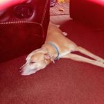 Holly Anne batchelor - @puppylover101010101010101 - Instagram