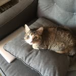 Holly Beer - @el.gato.de.luna - Instagram