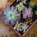 Holly Benner - @theoldehomestead1850 - Instagram