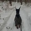 Holly🐾 - @holly.doberman - TikTok