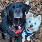 🐶 Holly & Billy 🐶 - @adventures_of_holly_and_billy - Instagram