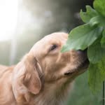 Holly & Hope and Billy - @hollythebestgolden - Instagram