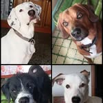 Holly_Rocky_Billy_Raya - @the_bigdogfamily - Instagram