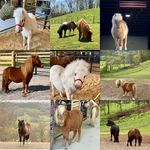 Holly Blanco - @littlegiantsfarm_ - Instagram