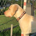 Holly Ortega Blanco - @holly_labradora - Instagram