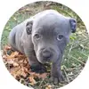 Hollythebluestaffy - @hollythebluestaffy - TikTok