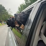Holly the Great Dane and Booker the Mastiff - @life.with.holly.and.booker - Instagram