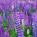 Holly Bostic - Facebook