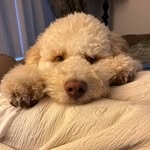 Holly Bourque - @hjbourque - Instagram
