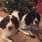 breed: springer spaniels🐾 - @brambleandholly - Instagram