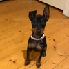 HollyBrambleTheDestroyer - @hollybramblethedestroyer - TikTok