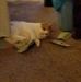 Holly Brunke - Facebook
