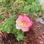 Holly Carson - @whitebirch.homestead - Instagram