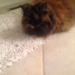 Holly Coates - @hollythebestkitty_ - Instagram