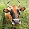 Holly Colson - @woodscreekfarm - TikTok