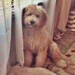 Holly Converse - @hollygoldendoodle - Instagram