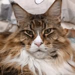 Andrea Amaroli - @hollycoon_cattery - Instagram