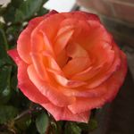 Holly Cornell - @renovation_home4 - Instagram
