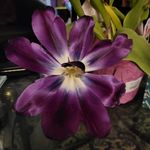 Holly Cornell Dreigon - @hollyanne1016 - Instagram
