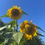 Holly Cottage Garden - @hollycottage_garden - Instagram