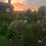 Sophie Kate - @holly_cottage_garden - Instagram