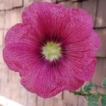 Holly B. Cramer - @oakiris3 - Instagram