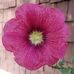 Holly Cramer - Facebook