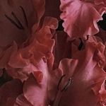 @holly__cronin - Instagram