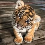 Holly cronin 🐾 - @wild_cutebabies - Instagram