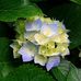 Holly Custer - Facebook