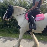 🏴󠁧󠁢󠁳󠁣󠁴󠁿| holly davidson - @holly.equinee - Instagram