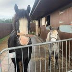 Holly Dodd 🇬🇧 - @holly.eventing.extras - Instagram