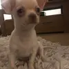 Freddy Fred - @hollydrummcowe - TikTok