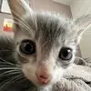 meow - @hollydrums - TikTok