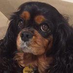 Holly Boops & Daisy Dukes - @queencavv - Instagram