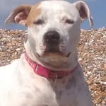 Dutchess Hollypops - @dutchessholly - Instagram