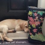 Holly Feather - @doggiemamahealthnut - Instagram