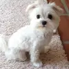 Holly Fields - @hollyfields111 - TikTok