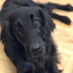 Holly - @holly_flattie - Instagram