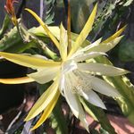 Floral Studio - @hollyflorala - Instagram