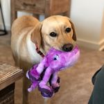 Holly Garrison - @hollyglovesdogs - Instagram