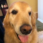 Holly & Hammer - @holly_hammer123 - Instagram