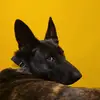 Holly Van-Woofenberg - @holy_heck_its_holly - TikTok