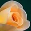 Hollie Hyman825 - @holliehyman825 - TikTok
