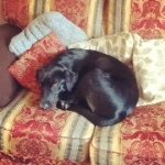 Holly Kendrick - @ilovehorsesanddogs45 - Instagram