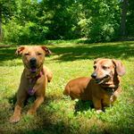 Holly Kirkpatrick - @fairydogsmother - Instagram