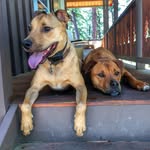Holly & Kyle - @twodogtravel - Instagram