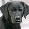 Largehollyw00d - @largehollyw00d - TikTok