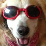 Holly "home Dawg" Layman - @hollydahomedawg - Instagram