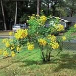 Holly Flowers Lemons - @hlemons14 - Instagram